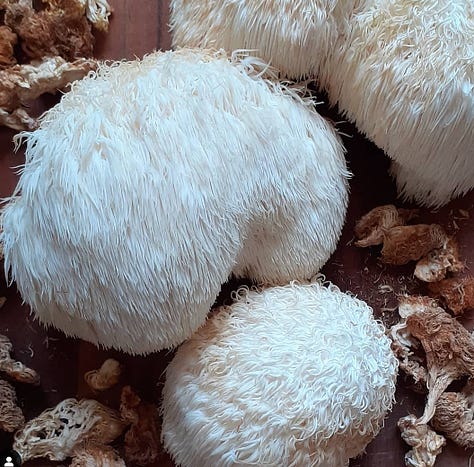 Medicinal mushrooms including lion's mane tincture