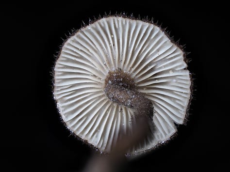 Gilled, tropical polypore - Lentinus velutinus