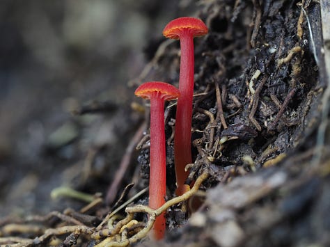 Various Hygrocybe sp. / waxcaps