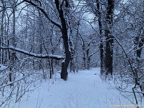 Photos of snow-covered trees along a trail that include a small metal bridge. Ande the black lab is on the path in two of the photos.