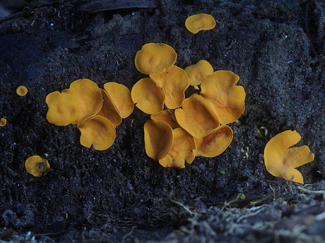 From left to right: Favolaschia manipularis, orange mycelium, Mycena roseilignicola, Aleuria aurantia (orange peel fungus), Bisporella sp., bisected Trichaleurina javanica, and Boletinellus sp.
