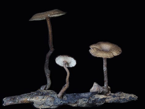 Gilled, tropical polypore - Lentinus velutinus