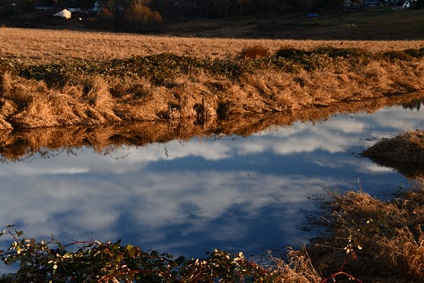 Pictures from winter walks at the Ebey Slough, Snohomish, WA