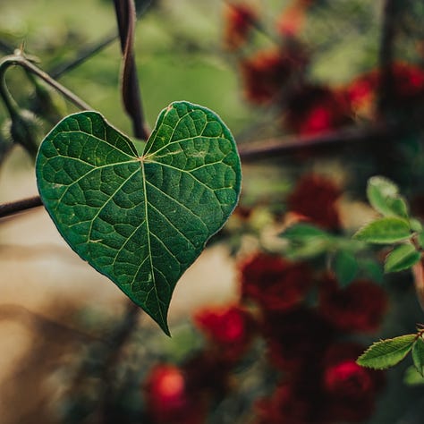 Melissa Hayes, M.S. Reclaimed Wellness, LLC. Photo of wildflowers. Photo of sunset over water in the shape of a heart from Mother Nature. Photo of green leaf with incredible veining in the shape of a heart by Eyasu Etsub on Unsplash. Photo of sunlight shining through green trees in the forest. 