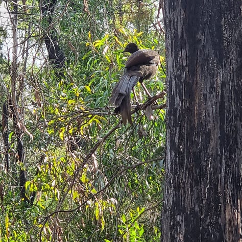 Photos of Australian native Flora and Fauna