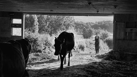 A gallery of photos of wiry woman farmer walking with her cows, bending over to pick something up as they enter the woods, coming into the barn, helping into the milking parlor, a sideshot of the farmer, her hand on one of the cows, sitting down to milk... all black and white