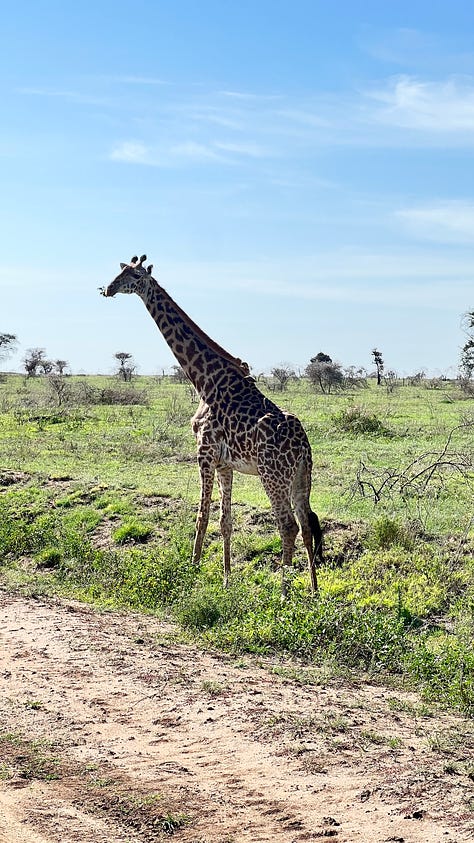A sampling of the Safari in Tanzania. Safari shots- elephants, wildebeest, giraffe, zebras, hippos, stags, flamingos. 