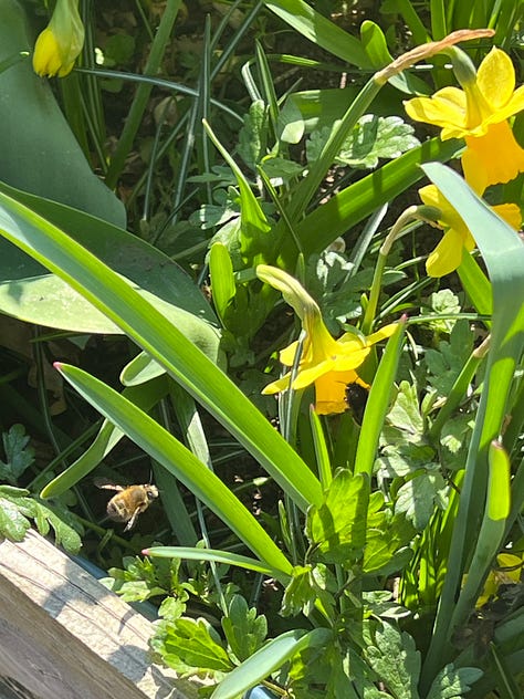 Photos of Hairy-Footed Flower Bees amongst the daffodil and Crocus bulb flowers