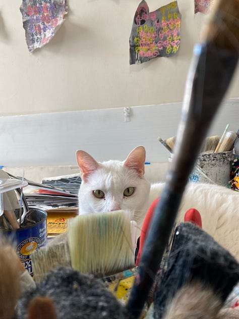 9 images of two different shorthair cats. Three of a domestic tabby named Dasher and six photos of a domestic shorthair white cat named Banjo