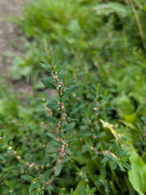 Top row (L to R): P. erecta, A. anserina, G. urbanum, Middle row (L to R): U. dioica, P. lanceolata, P. major, Bottom row (L to R): A. prostata, R. obtusifolius, P. aviculare