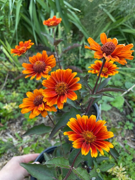 The reds and oranges of the Hot Border thiThe reds Echinacea in the Hot Border this month; a trim on the Box Parterre; Orange Heliopsis 'Summer Eclipse' going into the western border.s month, with a trim on the Box Parterre 