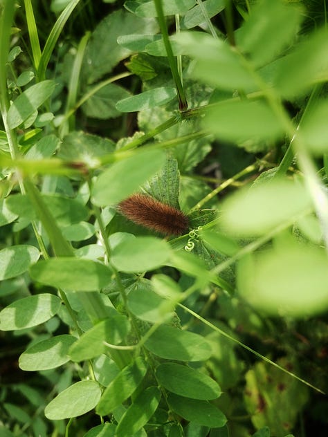 Vajosuon vaellus