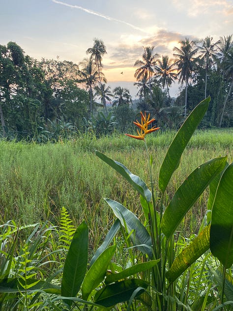 Images of Ubud with green and orange themes. An orange flower on a green stem, with green fields in the background, some green leaves shooting up into the sky and a bright orange umbrella with a pathway cutting through the green fields.