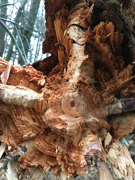 the first image shows the inside of an uprooted tree, concentric circles of growth visible. the second two are both of views up into pine woods, dark tall stems towards pale sky.