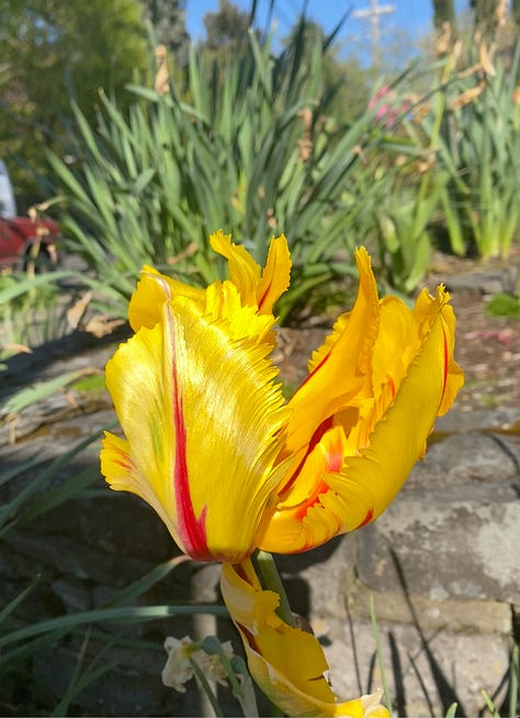 gorgeous tulips of many colors