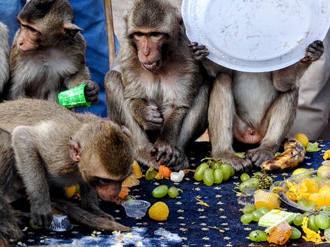 Lopburi monkeys