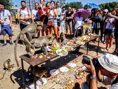 Lopburi monkeys