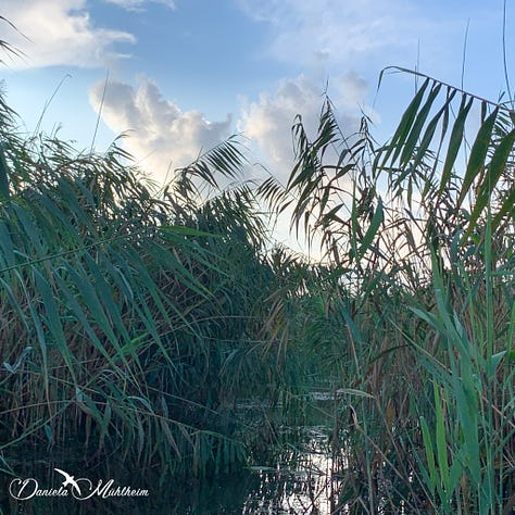 three different waterscapes in the Danube delta