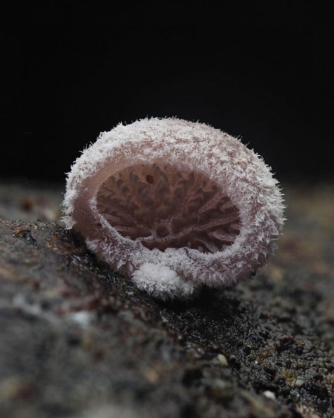 Resupinatus vinosolividus