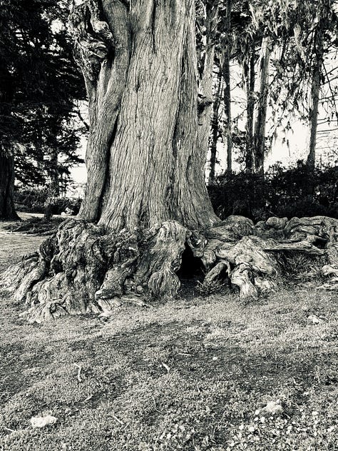 Photos of a tree, a city view of sutro tower, and a cat sculpture