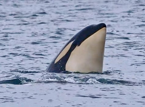 Orcas spyhopping