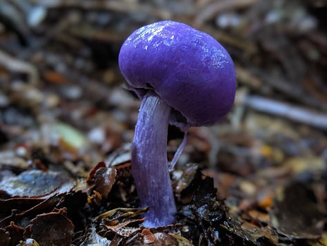 Purple Pouch Fungus (Cortinarius sp.), Russula, Scarlet Pouch Fungus (Leratiomyces erythrocephalus), Cortinarius olorinatus, Ochre Jelly Club (Leotia lubrica), Armillaria limonea, Psilocybe subaeruginosa, Cortinarius cardinalis, Austroboletus novae-zelandiae