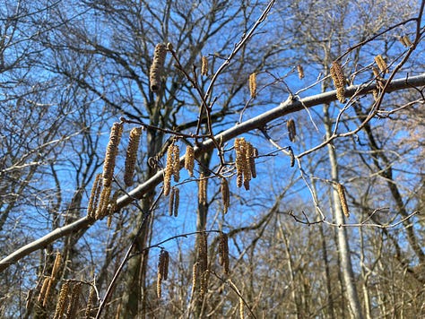 HaselstrΓ€ucher als Grenze zwischen Wald und Moor.