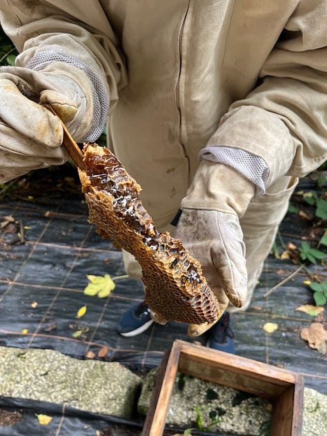 1. Colleagues lifting the hessian top cloth off the hive to reveal the bars; 2. Honeybees flocking on some broken honeycomb to suck up the honey, you may just be able to see their tongues; 3. Colleague holding a piece of capped honeycomb that had fallen off a bar.