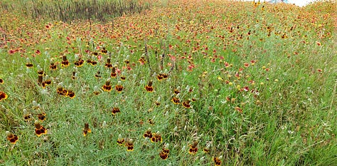 Texas wildflowers in bloom