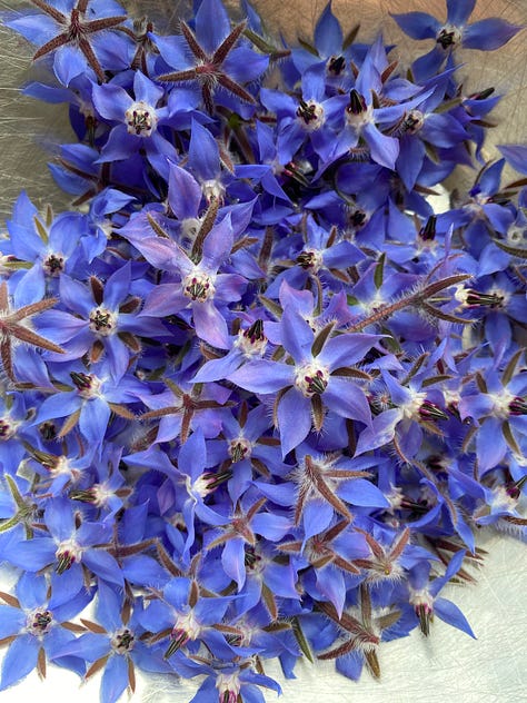 nasturtium flower with a bee in it, blue borage flowers, dried seeds