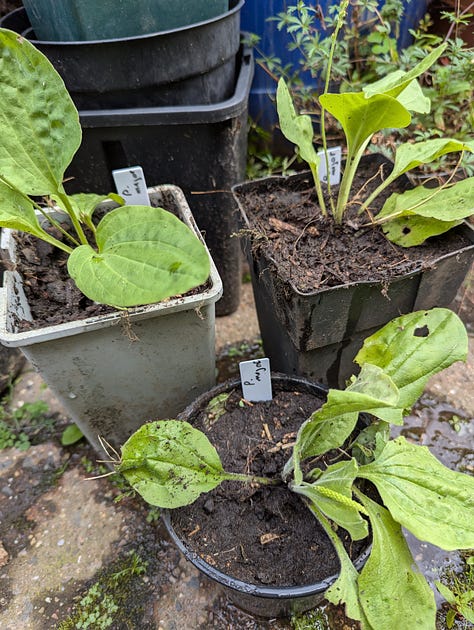 Top row (L to R): P. erecta, A. anserina, G. urbanum, Middle row (L to R): U. dioica, P. lanceolata, P. major, Bottom row (L to R): A. prostata, R. obtusifolius, P. aviculare