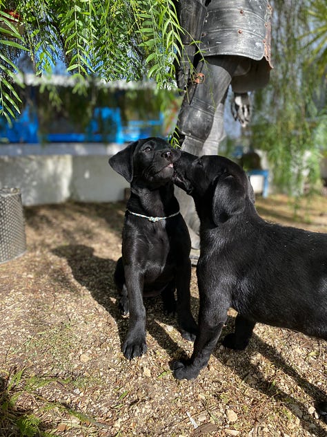 Black labrador pups