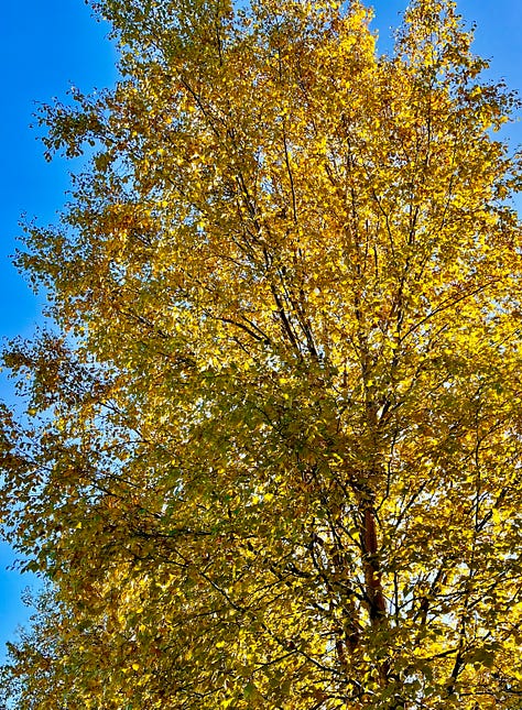 Birches turning golden against a blue sky