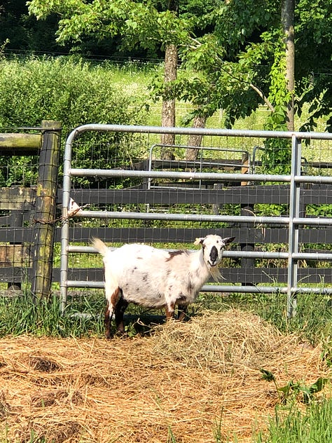 three images: 1) chickens in a barnyard, 2) a goat next to a fence, 3) another goat next to the goat house