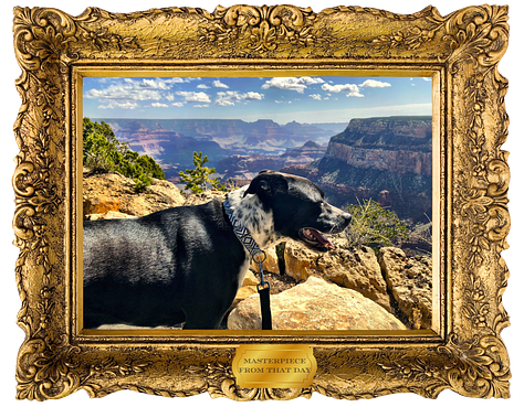 A handsome dog in some bad photos of the grand canyon