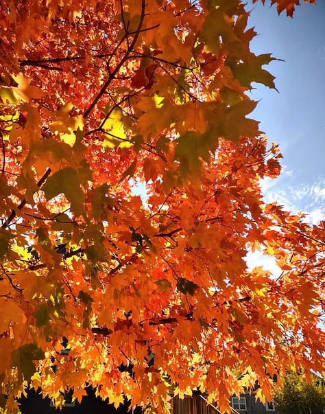 photos of fall leaves inside and outside