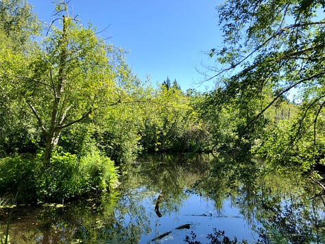 A re-wilded marsh with boardwalk and natural surroundings