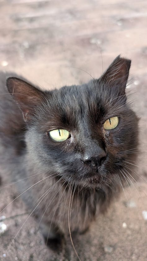 A collection of photos featuring a black kitty, a grey kitty, two orange kitties with golden eyes, a calico kitty, a white cream kitty, and the most dapper gentleman  of a cat. 