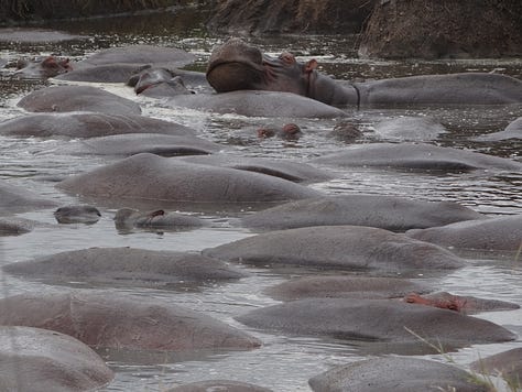 Serengeti hippo