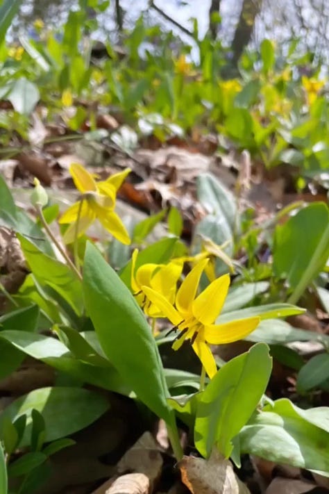 Trillium, Bluets and Erythroniums are native plants that all benefit from some clearing away of debris