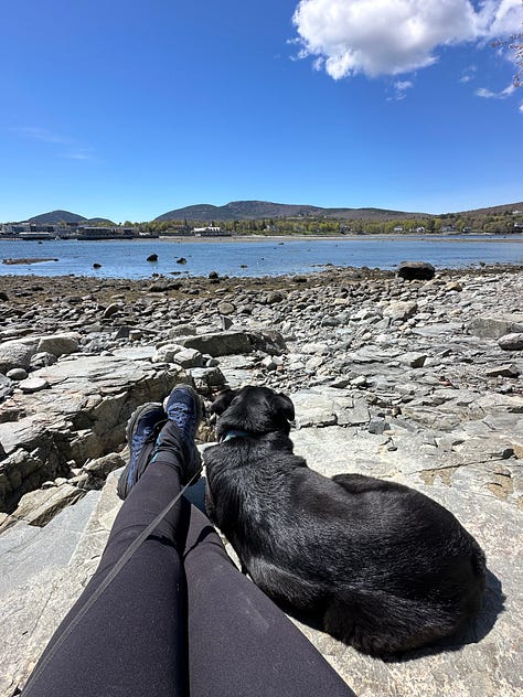 Scenic photos of the ocean and dogs