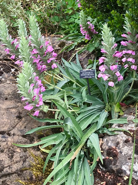 Pink in various plantings at Oxford Botanic Garden 