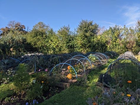 A community garden featuring bee & bee (bug hotel), vegetable patches, willow structures and signage listing information for volunteers and visitors 