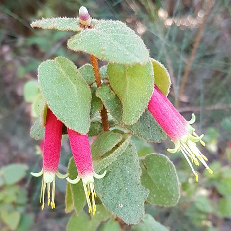 9 photos of Native Australian flowers and plants