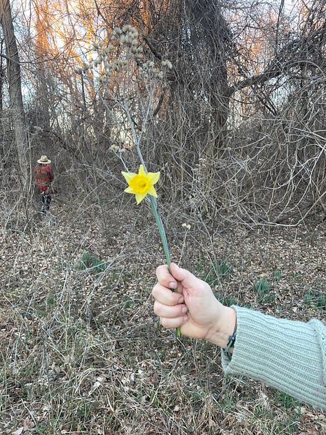 a dried milkweed pod hanging from a vine, a mantle of small stems of flowers in individual bottles and vases, and a person's hand holding a single daffodil