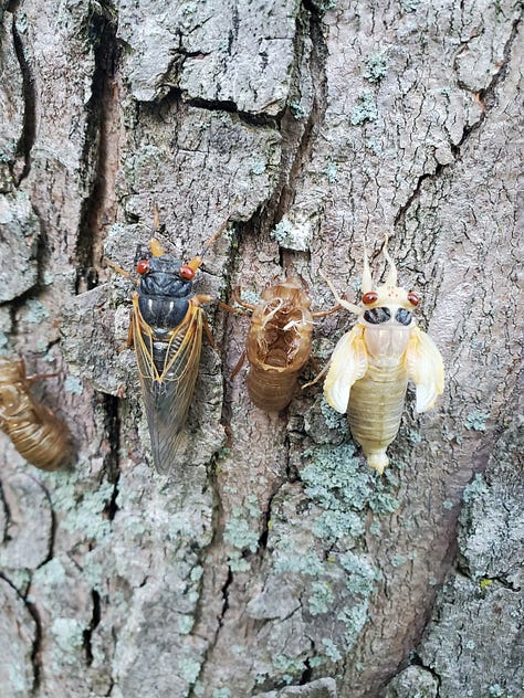 Cicada evolutions as nymphs, exoskeletons, adults, and carcasses