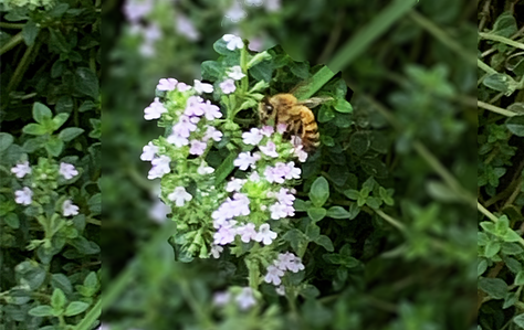 Three photos of a bumble bee pollinating a purple flower and honey bees visiting an orange cone flower and thyme blooms.