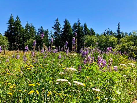 Open meadow full of mixed wildflowers and edged with a thick wood of evergreens.