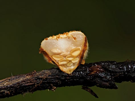 Crucibulum simile