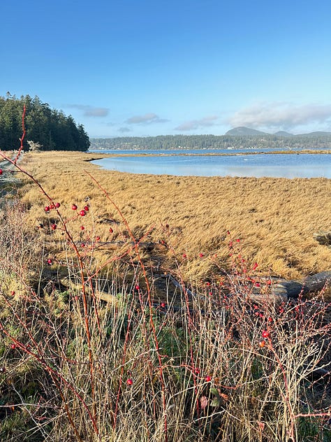 Trees, water, deer, sunrise - images of Pacific Northwest